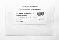 Panaeolus papilionaceus image